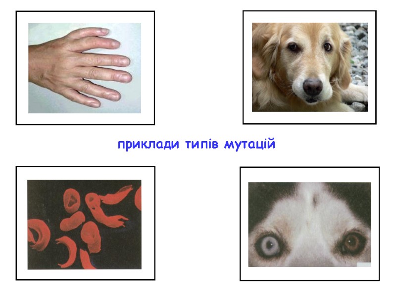 приклади типів мутацій